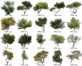 免扣高清景观树常用乔木贴图素材