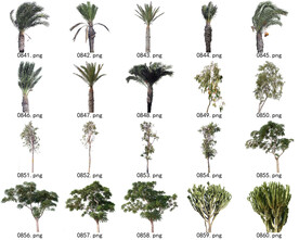 免扣高清景观树常用乔木贴图素材
