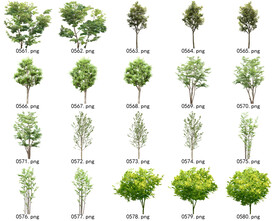 免扣高清景观树常用乔木贴图素材
