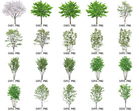 免扣高清景观树常用乔木贴图素材