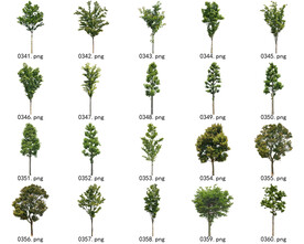 免扣高清景观树常用乔木贴图素材