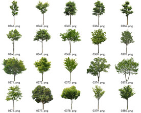 免扣高清景观树常用乔木贴图素材