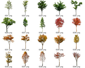 免扣高清景观树常用乔木贴图素材