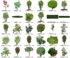 高清树木花卉绿植免抠贴图素材 