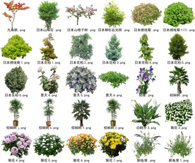 高清树木花卉绿植免抠贴图素材 
