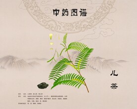儿茶
