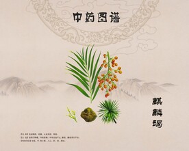 麒麟竭