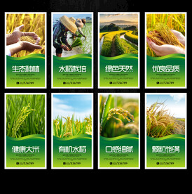 水稻海报