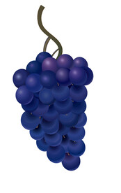 矢量葡萄