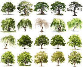 高清树木花卉绿植免抠贴图   