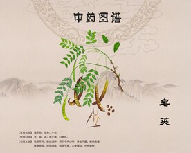 皂荚皂角