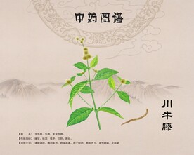 牛膝川牛膝