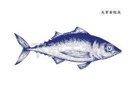 矢量线描手绘金枪鱼