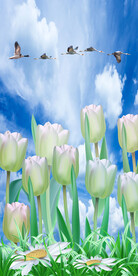 现代清新郁金香玄关