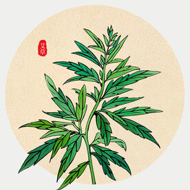 插画艾草