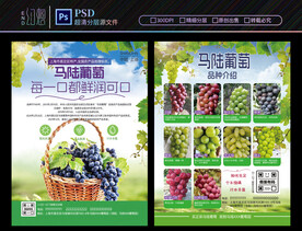 葡萄品种宣传单