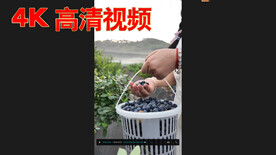 蓝莓人工采摘 