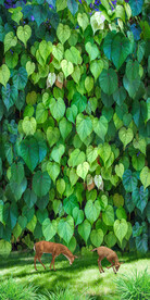 绿色植物花卉树叶玄关