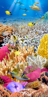 底世界珊瑚海豚3D玄关