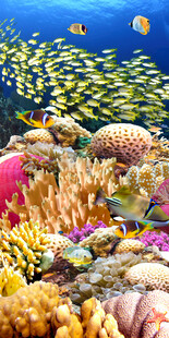 极美海底世界玄关