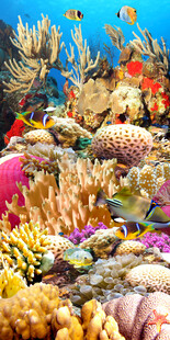 海底世界鱼类海藻玄关