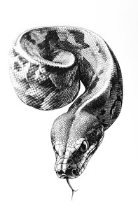 蟒蛇黑色版画