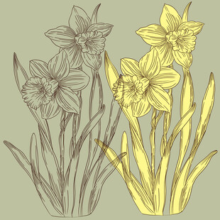 水仙花 花卉 线描
