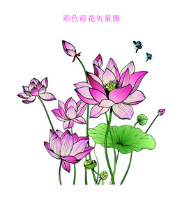 彩色荷花矢量图