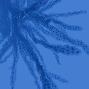 神经网络C4D动画