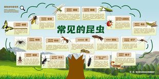常见的昆虫