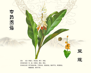 豆蔻草豆蔻