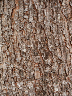 松树树皮