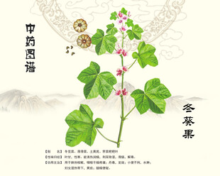 冬葵果中药冬葵子