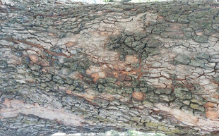 高清树皮木纹纹理