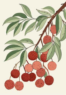 手绘荔枝插画