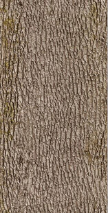 高清树皮木纹纹理