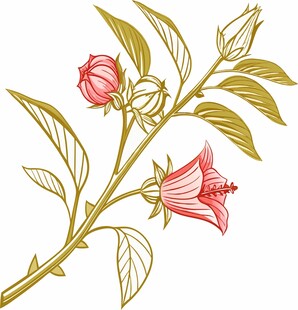 洛神花玫瑰插画