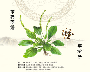 车前子车前草