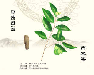 白木香青木香