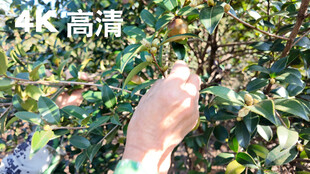 油茶采摘场景特写