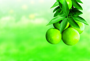 绿橙