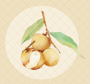 手绘龙眼桂圆插画