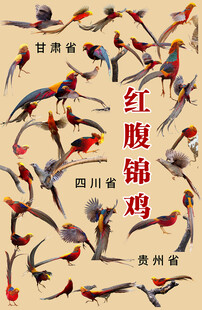 甘肃四川贵州省鸟红腹锦鸡
