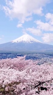 日本富士山樱花