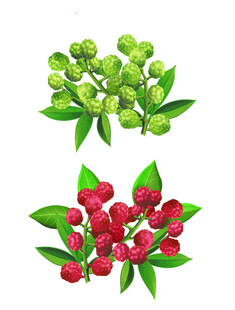 藤椒花椒