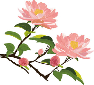 粉色山茶花插画