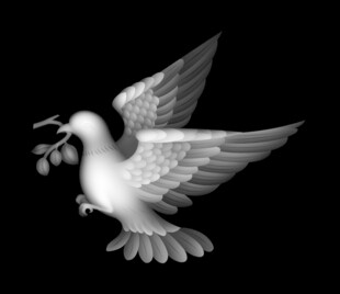 衔枝白鸽展翅飞翔