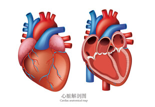 心脏解剖图