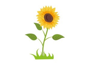 向日葵