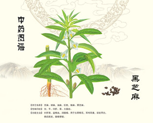 黑芝麻芝麻植株
